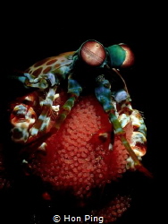 Peacock Mantis Shrimp with Eggs by Hon Ping 